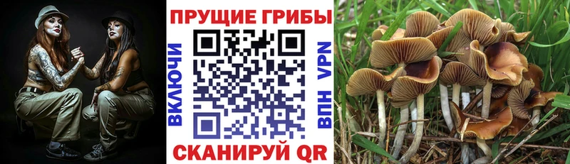 купить наркоту  Кемерово  Галлюциногенные грибы Cubensis 